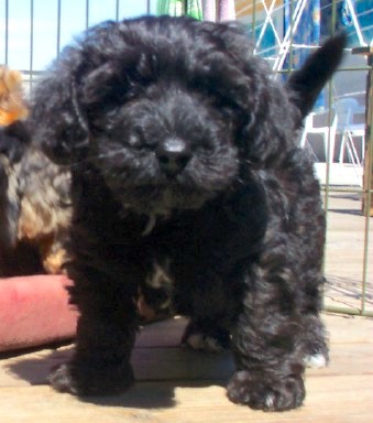 black yorkie poo full grown