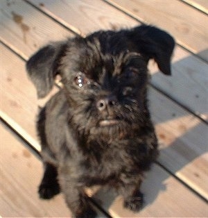 Top down view of a black Affenpinscher puppy that is sitting on a wooden deck and it is looking up.