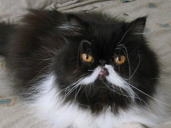 Close Up - Oreo the black and white bicolor Persian Cat laying on a blanket and looking at the camera holder