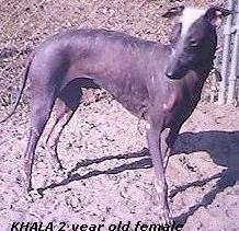 A Hairless Khala is standing in dirt looking to the left. The words - Khala 2 year old female - are overlayed