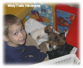 A smiling boy is sitting behind five small puppies.
