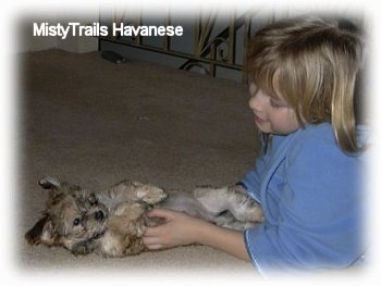 A smiling blonde-haired girl is laying a brown with white Havanese puppy on its back on a carpet.