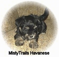 Front view - A black with gray puppy is laying across a couch and looking over the edge.