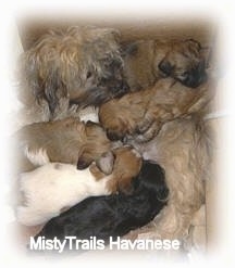 Close up - Five little puppies are nursing from their mother dog.