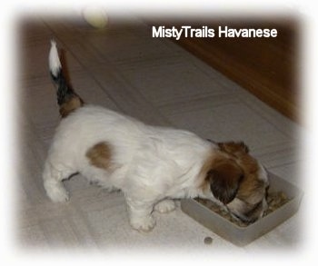 The right side of a white with brown puppy that is eating food out of a bowl.