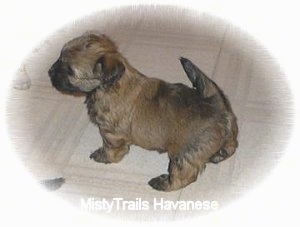 The left side of a brown with black puppy that is standing across a tiled floor.