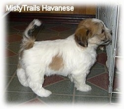 The right side of a white with brown puppy that is trying to stick its nose through a wire rack enclosure.