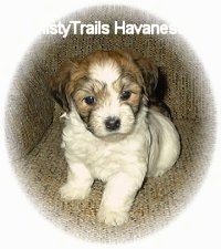 Front view - A white with brown puppy is sitting on a couch, it is looking forward and its head is slightly tilted to the left.