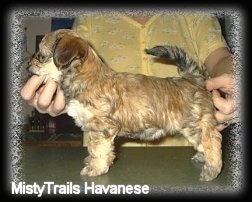 The left side of a brown with white and black puppy that is standing across a table and it is being posed in a show stack by a person behind it.