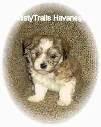 A fluffy brown with white puppy is sitting against the arm of a couch.