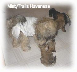 A mother dog is standing across a tiled floor with a onesie on.