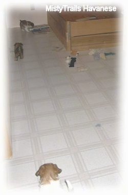 Three puppies are playing in a kitchen next to a wooden whelping box.