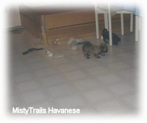 Two puppies are standing under a table near there Whelping box.