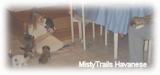 A girl is sitting in the puppies play area and the puppies are walking up to her.