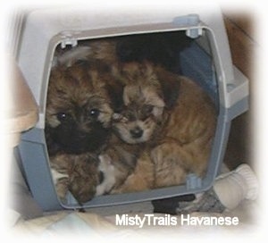 Five puppies are laying inside of a crate.