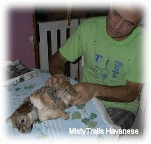 A man in a green shirt is laying a brown with white Havanese puppy down on a towel on top of a table.