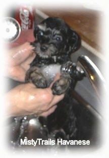 A wet black puppy is being bathed by a person over top of a sink.