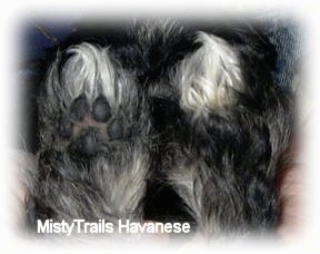 Close up - The bottoms of the feet of a puppy. The left foot is shaved and the right foot has hair all over the bottom of it covering up the pads.
