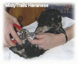A lady is clipping the nails of a black with gray Havanese puppy that is chewing her watch.
