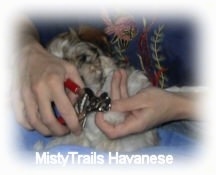 A white with gray Havanese puppy is laying against a lady as she clips its nails.