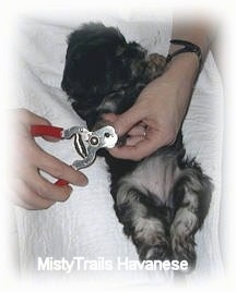 A lady is clipping the nails of a black with gray Havanese puppy that is laying belly-up in her lap.