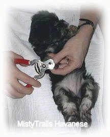 A little black with tan puppy is laying belly up on a towel in a persons lap and it is getting its nails trimmed.