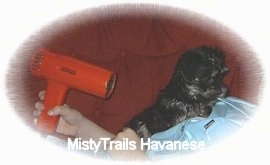 A black Havanese puppy is laying on top of someone that is laying on a couch and the person is drying the puppy with a red hair dryer.