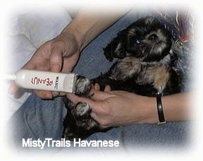 A person is shaving down the fur on a black with gray Havanese puppies foot with white clippers.
