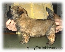 The left side of a tan with black puppy that is being posed by a person standing behind it.