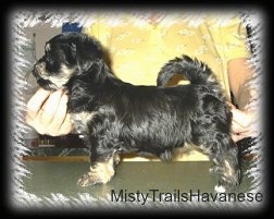 The left side of a black with gray puppy that is being posed in a show stack on a table by a person behind it.