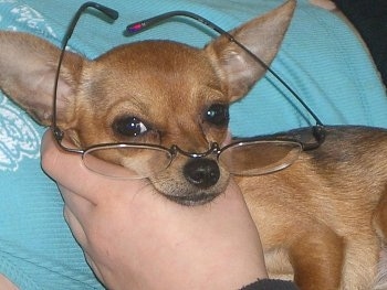A toy dog is being held against a person and it is also wearing a pair of reading glasses