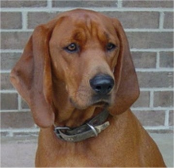 red nose coon hound