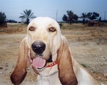 Close up head shot - A tan large hound dog is sitting in dirt, it is looking forward, its mouth is open and tongue is out. It has golden brown eyes and ears that are darker in color and set very low on the head.