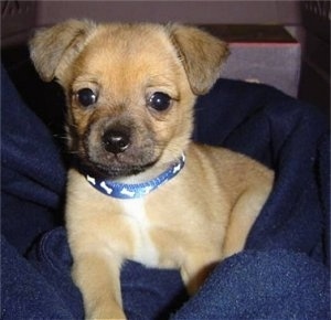 Close up front view - A tan with white Pomchi puppy is laying on a blue blanket and it is looking forward. Its small ears are flopped to the front.