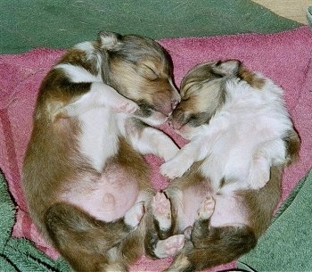 Two young brown and white Shetland Sheepdog puppies are sleeping on there backs belly-up on top of a pink and a green towel.