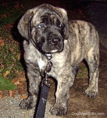 mastiff dog brindle