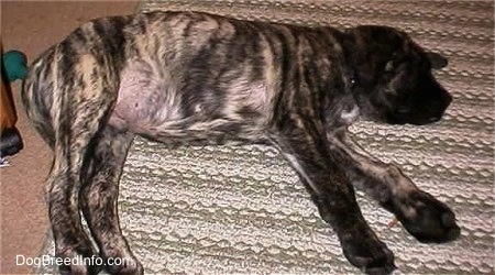 The right side of a brindle American Mastiff puppy that is sleeping on a rug.