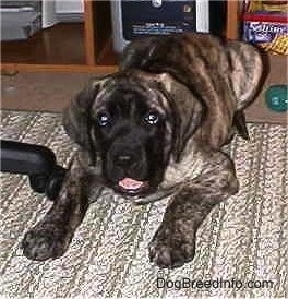 A brindle American Mastiff puppy is laying on a rug, its mouth is open and it looks like it is smiling. Behind it is a computer desk.