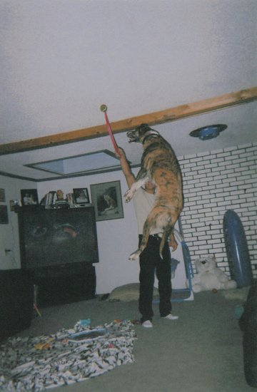 Kai the dog is jumping in mid-air to get a ball that is being held near the ceiling of a living room