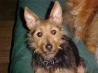 Close Up - A black with brown Australian Terrier is sitting on a green dog bed