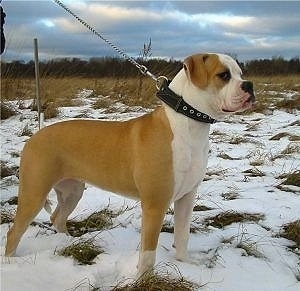 The right side of a tan with white American Bulldog that is standing in snow.