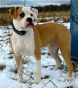 The left side of a tan with white American Bulldog that is standing across snow and it is looking to the right.