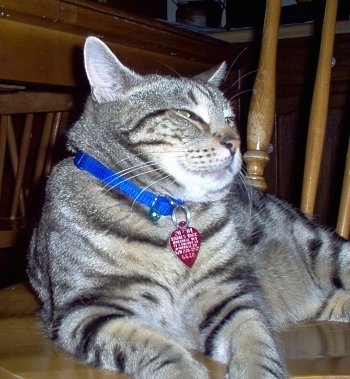 Close up - Tiger the American Shorthair Tabby Cat is wearing a blue collar with a red tag laying on a chair and looking towards the right