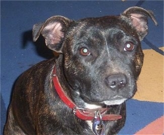 Close up - A brindle American Staffordshire Terrier is sitting on a rug, it is wearing a red collar and it is looking forward.