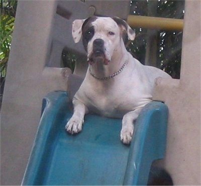 A white with black American Bulldog is laying at the top of a childs plastic sliding board toy