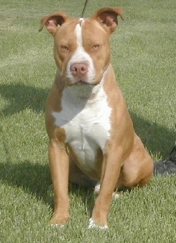 A red-nose American Pit Bull Terrier is sitting on a lawn, wearing a leash and it is looking forward.