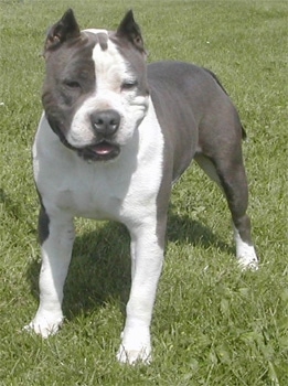 A blue and white American Staffordshire Terrier is standing on grass. Its mouth is open, its ears are cropped and it is looking forward.