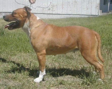 The left side of a red American Staffordshire Terrier that is standing across grass and there is a house behind it.