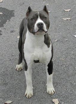 A blue and white American Staffordshire Terrier is standing on a blacktop surface and it is looking forward.