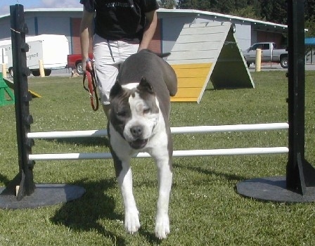 A blue and white American Staffordshire Terrier is jumping over poles in an agility obstacle course with its mouth open. There is a person standing behind them.
